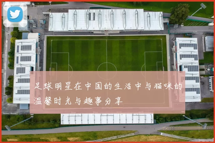 足球明星在中国的生活中与猫咪的温馨时光与趣事分享