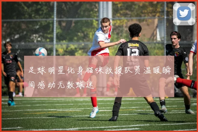 足球明星化身猫咪救援队员温暖瞬间感动无数球迷